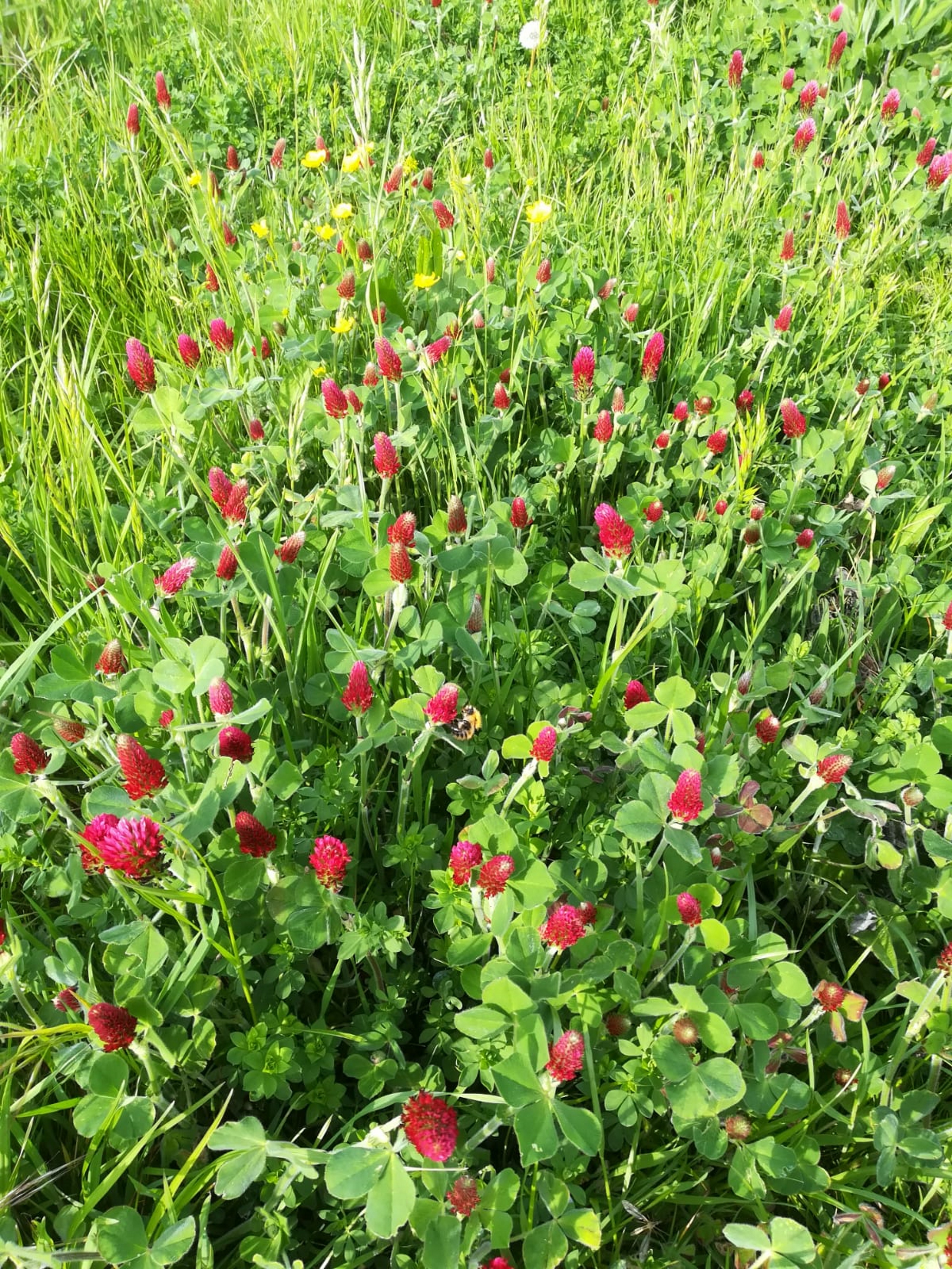 red clover